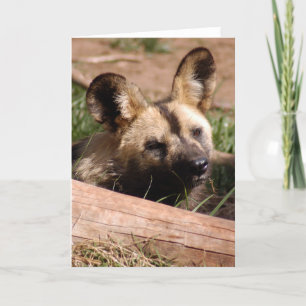 afrikaans-wilde-hond-012 feestdagen kaart