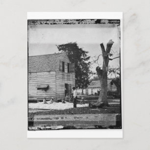 Afrikaanse Amerikanen bereiden katoen ongeveer 186 Briefkaart