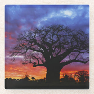 Afrikaanse baobabboom, Adansonia digitata 2 Glazen Onderzetter