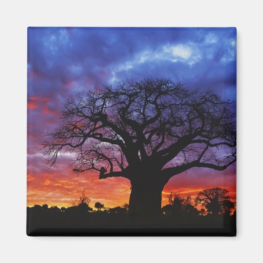 Afrikaanse baobabboom, Adansonia digitata, 2 Magneet (Voorkant)