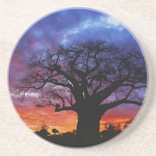 Afrikaanse baobabboom, Adansonia digitata, 2 Zandsteen Onderzetter