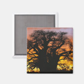 Afrikaanse baobabboom, Adansonia digitata, Magneet (Voorkant / Achterkant)