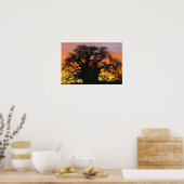 Afrikaanse baobabboom, Adansonia digitata, Poster (Keuken)