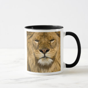 Afrikaanse Barbarijleeuw, Panthera leo leo, een va Mok