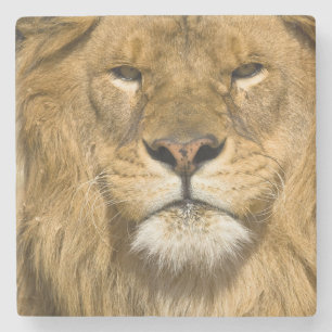Afrikaanse Barbarijleeuw, Panthera leo leo, een va Stenen Onderzetter