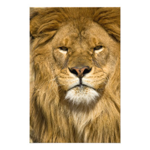 Afrikaanse Barbarijse Leeuw, Panthera leo leo, een Foto Afdruk
