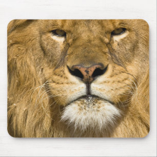 Afrikaanse Barbarijse Leeuw, Panthera leo leo, een Muismat