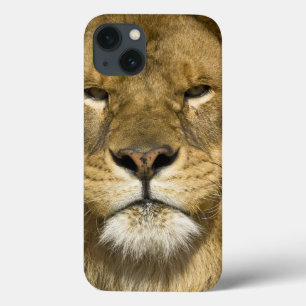 Afrikaanse Barbary Lion, Panthera leo leo, een van iPhone 13 Hoesje