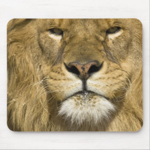 Afrikaanse Barbary Lion, Panthera leo leo, een van Muismat
