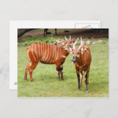 afrikaanse bongo 3 briefkaart (Voorkant / Achterkant)