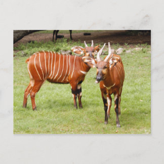 afrikaanse bongo 3 briefkaart