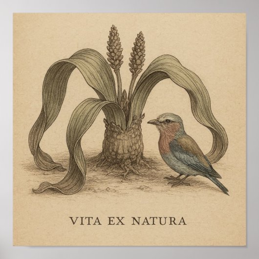 Afrikaanse botanische vogelkunst met het leven van poster (Voorkant)