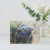 Afrikaanse buffel briefkaart (Staand voorkant)