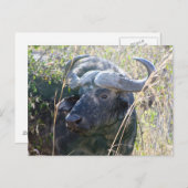 Afrikaanse buffel briefkaart (Voorkant / Achterkant)