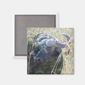Afrikaanse buffel magneet (Voorkant / Achterkant)