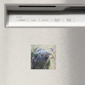 Afrikaanse buffel magneet (Insitu (Vaatwasser))