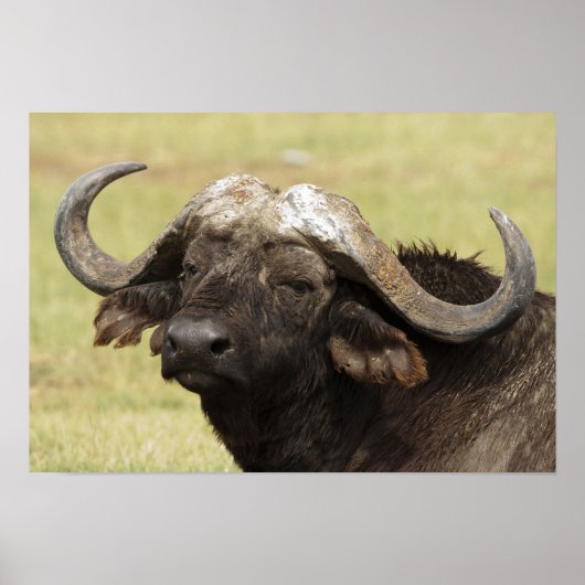 Afrikaanse buffel, Syncerus caffer, die in Poster (Voorkant)
