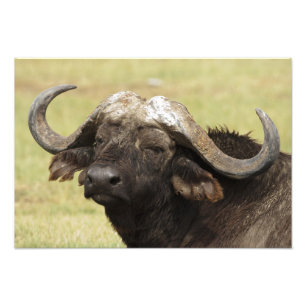 Afrikaanse buffel, Syncerus caffer Foto Afdruk