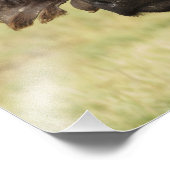 Afrikaanse buffel, Syncerus caffer Foto Afdruk (Hoek)