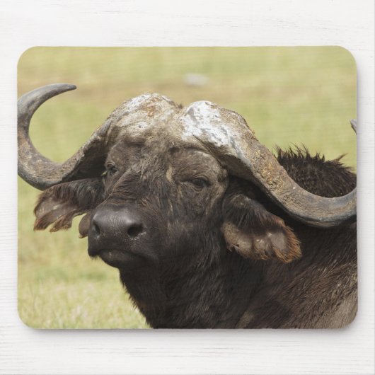 Afrikaanse buffel, Syncerus caffer Muismat (Voorkant)