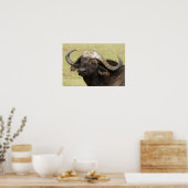 Afrikaanse buffel, Syncerus caffer Poster (Keuken)