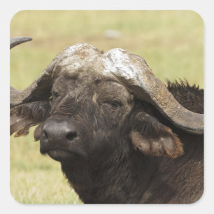 Afrikaanse buffel, Syncerus caffer Vierkante Sticker