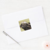 Afrikaanse buffel, Syncerus caffer Vierkante Sticker (Envelop)
