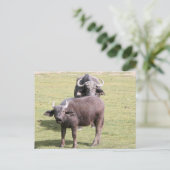 Afrikaanse buffels briefkaart (Staand voorkant)