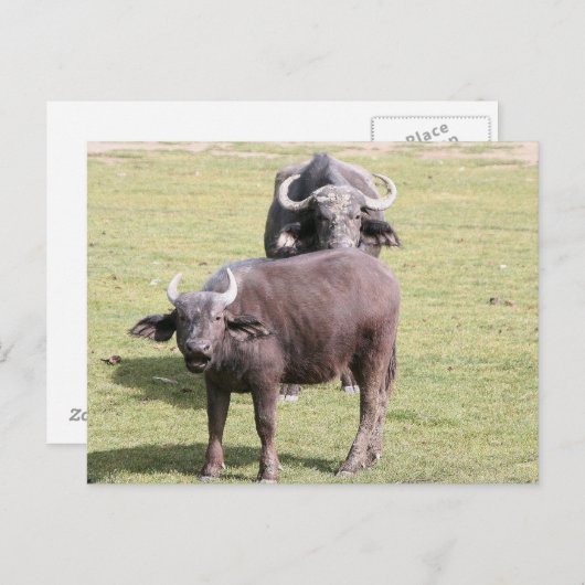 Afrikaanse buffels briefkaart (Voorkant / Achterkant)