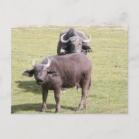 Afrikaanse buffels