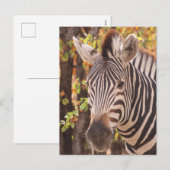 Afrikaanse Burchell's zebra met strepen in bushvel Feestdagenkaart (Voorkant / Achterkant)