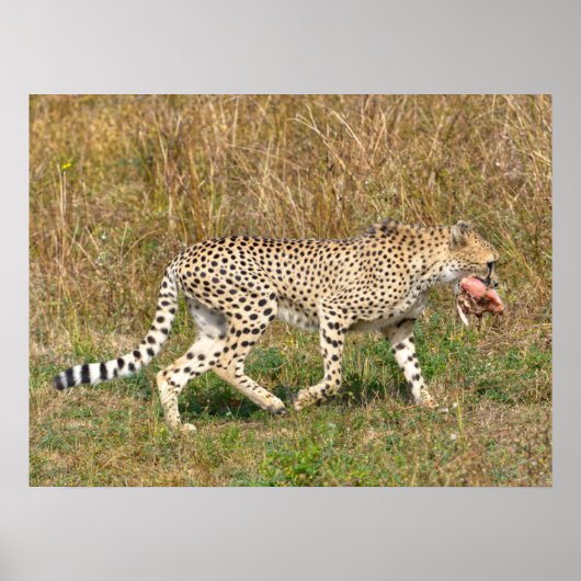 Afrikaanse Cheetah die op gras loopt Poster (Voorkant)