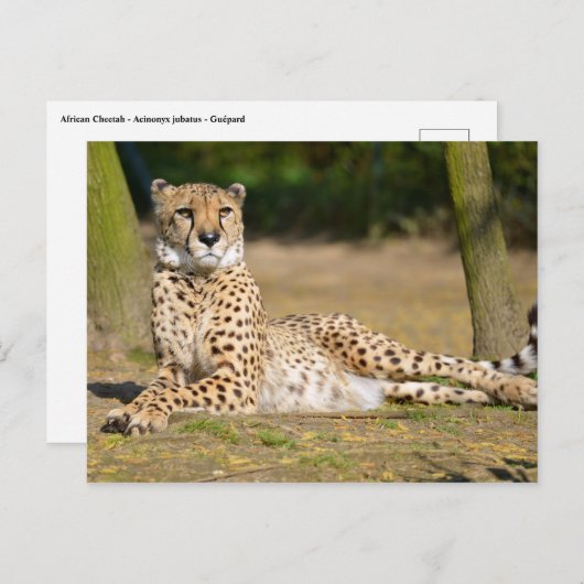 Afrikaanse Cheetah op de grond Briefkaart (Voorkant / Achterkant)