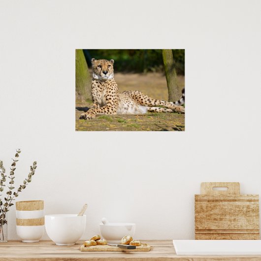 Afrikaanse Cheetah op de grond Poster (Keuken)