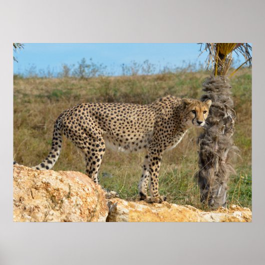 Afrikaanse Cheetah op rots Poster (Voorkant)