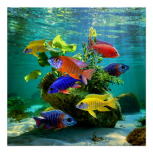 Afrikaanse Cichliden Pauw Cichlid Aquarium Art Perfect Poster