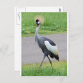 Afrikaanse Crested Crane Briefkaart (Voorkant / Achterkant)