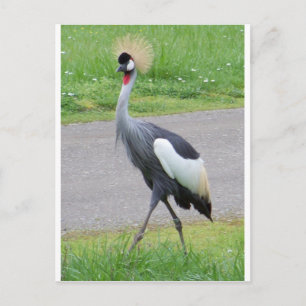 Afrikaanse Crested Crane Briefkaart