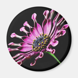 Afrikaanse Daisy Flower Magneet