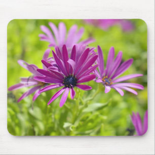 Afrikaanse Daisy Flower Mousepad Muismat