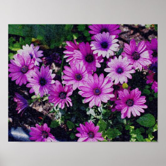 Afrikaanse Daisy Flowers, gekraakt Poster (Voorkant)