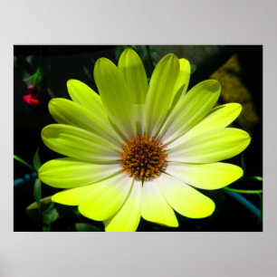 Afrikaanse Daisy Fluorescent Yellow Print