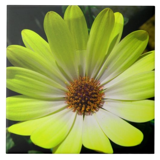Afrikaanse Daisy Fluorescent Yellow Tile Tegeltje (Voorkant)
