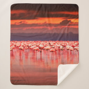 Afrikaanse flamingos in het meer over mooie zon sherpa deken