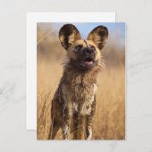 Afrikaanse gekleurde wilde hond briefkaart (Voorkant / Achterkant)