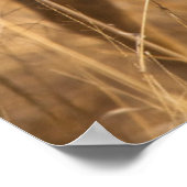 Afrikaanse gekleurde wilde hond poster (Hoek)