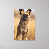 Afrikaanse geschilderde wilde hond