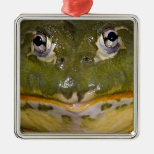 Afrikaanse graveer kikker, Pyxicephalus Metalen Ornament