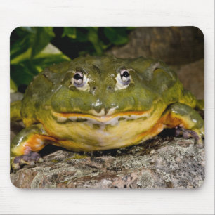 Afrikaanse gravende brulkikker, Pyxicephalus Muismat