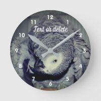 Afrikaanse Gray Parrot Cute Bird 2